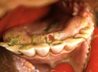 triệu chứng Viêm loét ở nướu răng trâu bò
