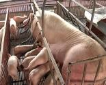 Các biện pháp kỹ thuật nâng cao năng suất sinh sản của lợn nái và Kỹ thuật chăm sóc lợn con mới sinh