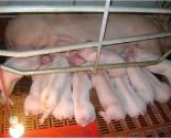 Các biện pháp kỹ thuật nâng cao năng suất sinh sản của lợn nái