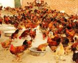 Các biện pháp phòng bệnh cho gà thả vườn