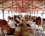 Giới thiệu các biện pháp phòng và trị bệnh cho bò thịt nuôi