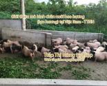 Giới thiệu mô hình chăn nuôi heo hương ( lợn hương ) tại Việt Nam