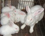 Hướng dẫn kỹ thuật làm đệm lót sinh học trong chăn nuôi thỏ cho hiệu quả kinh tế cao