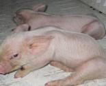 Hướng dẫn kỹ thuật phòng trị bệnh viêm khớp ở lợn con (phần 2) -TTNN