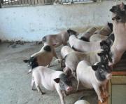kỹ thuật chăn nuôi lợn hương giống - giống heo mới cho hiệu quả kinh tế cao