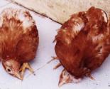 Phòng trị bệnh newcastle ghép bệnh đầu đen ở gà: ủ rũ bỏ ăn ỉa phân xanh trắng