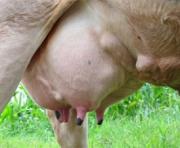 Phương pháp phòng bệnh và chữa bệnh viêm vú ở bò sữa