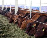 Quy trình kỹ thuật chăn nuôi bò thịt