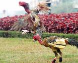 Quy trình kỹ thuật nuôi gà chọi ở Việt Nam