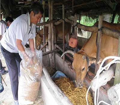 Biện pháp phòng bệnh cho vật nuôi trong mùa đôn, Sử dụng rơm ủ urê và đá liếm cho bò