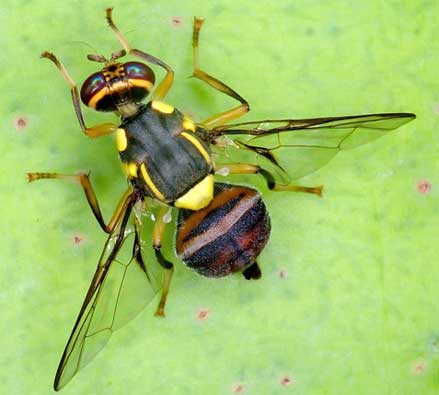 Các biện pháp phòng trừ ruồi đục trái xoài (Oriental fruit fly), các đặc điểm nhận dạng ruồi đục