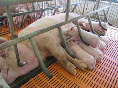 Các giải pháp kỹ thuật nâng cao năng suất sinh sản của lợn nái, cung cấp lợn nái, cung cấp hậu bị