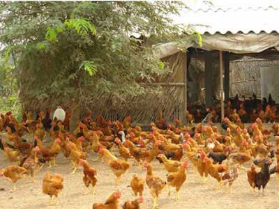 Chăn nuôi gà hữu cơ là gì?