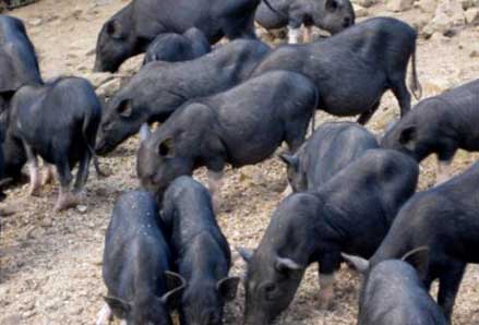 lợn mường khương, Giới thiệu đặc điểm giống lợn đen Mường Khương ở Việt Nam, heo đen mường khương
