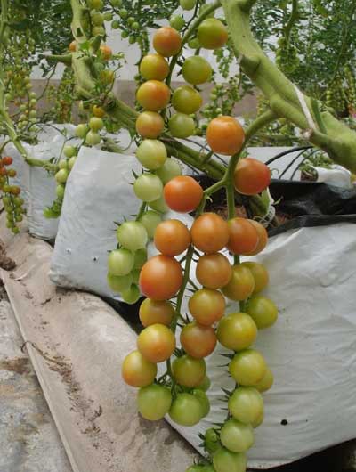 Hướng dẫn kỹ thuật trồng cây Cà Chua Đỏ Picota trong chậu