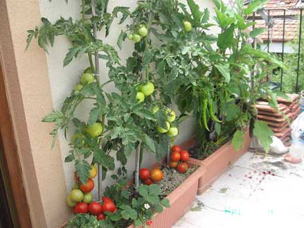 Cà chua đỏ Picota, Hướng dẫn kỹ thuật trồng cây Cà Chua Đỏ Picota trong chậu