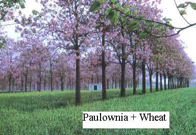 Hướng dẫn kỹ thuật trồng cây Hông Paulownia