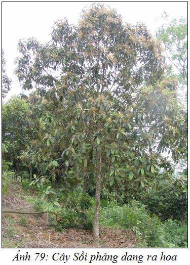 Soi Phang, Hướng dẫn kỹ thuật trồng cây Sồi phảng