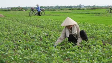 Kỹ thuật chăm sóc Đậu Tương Vụ Đông cho năng suất cao