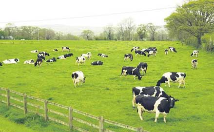 Kỹ thuật chăn nuôi bò sữa, hướng chọn giống bò sữa