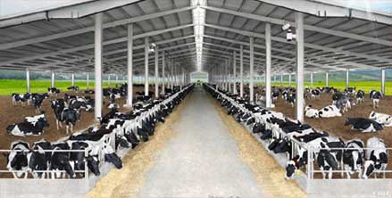 Kỹ thuật chăn nuôi bò sữa, kỹ thuật chăm sóc và nuôi dưỡng bò sữa