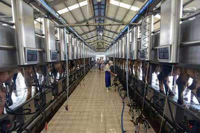 Kỹ thuật chăn nuôi bò sữa, quy trình vắt sữa bò