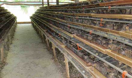 Quy trình kỹ thuật nuôi chim cút lấy trứng và lấy thịt