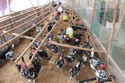 Kỹ thuật nuôi gà Quý Phi, trang trại nuôi gà giống quý phi, cung cấp gà giống quý phi