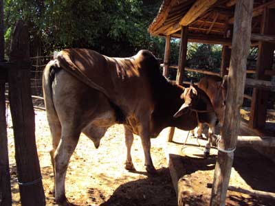 Kỹ thuật phát hiện động đực ở bò cái, Cách xác định bò động dục và thời điểm phối, Biểu hiện động dục ở bò cái
