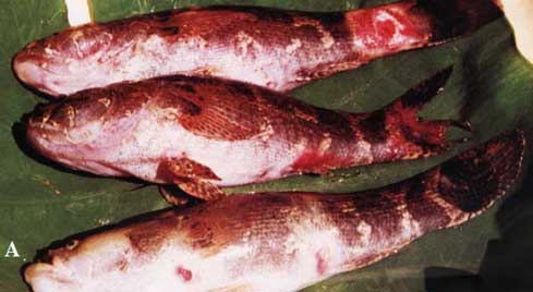 Một số bệnh thường gặp ở cá bóng tai tượng và kỹ thuật phòng bệnh cá bống tai tượng