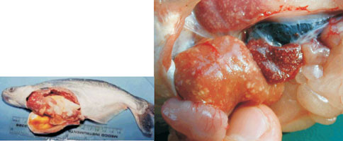 Nhiều đốm trắng đục kích cở 1-3mm trên gan, thận và tỳ tạng, Một số giải pháp hạn chế sự lây lan bệnh gan thận mủ trên cá tra (Pangasianodon hypophthalmus)