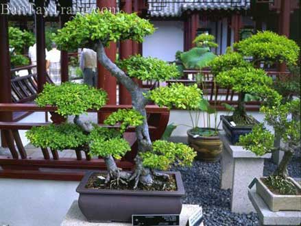 Mot-so-luu-y-khi-bon-phan-cho-bonsai
