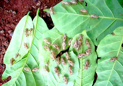 Một số sâu bệnh hại trên cây sắn và biện pháp phòng trừ