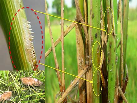 Phương pháp phòng trừ bệnh rầy nâu hại lúa