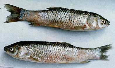 Bệnh xuất huyết do virus ở cá trắm cỏ, Phương pháp phòng và trị bệnh trên cá trắm cỏ và cá rô phi
