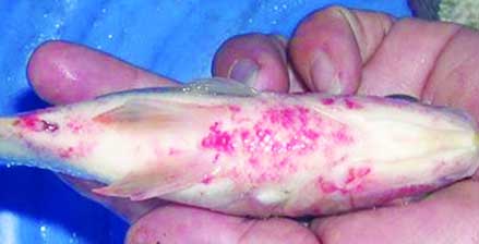  Bệnh do vi khuẩn Streptococcus spp ở cá rô phi, Phương pháp phòng và trị bệnh trên cá trắm cỏ và cá rô phi