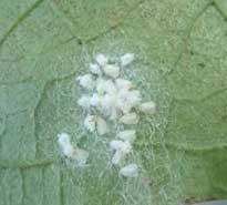 rầy phấn trắng trên cây cà tím, Quy trình Kỹ thuật trồng thâm canh cà tím