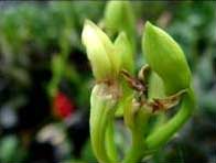 Quy trình kỹ thuật phòng trừ muỗi đục nụ hoa lan (Contarinia maculipennis Felt), nụ hoa bị hại