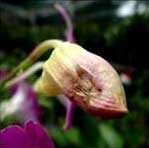 Quy trình kỹ thuật phòng trừ muỗi đục nụ hoa lan (Contarinia maculipennis Felt), hoa sắp nở bị hại