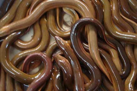 Quy trình kỹ thuật ươm nuôi lươn thịt