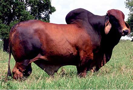 Trang trại sản xuất cung cấp bò Brahman giống, trang trại cung cấp bò Brahman giống