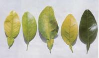 Bệnh vàng lá Greening (Liberobacterium asiaticum )