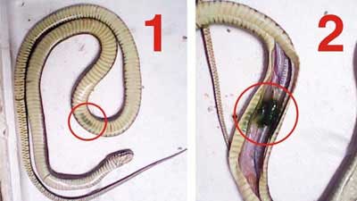 Bệnh xuất huyết – sình hơi – trụy tim ở rắn nuôi, Phương pháp phòng bệnh và trị bệnh cho rắn