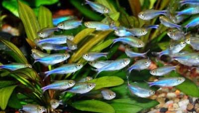 cá neon xanh, giống cá Neon, Đặc điểm sinh học và kỹ thuật gây giống cá Neon