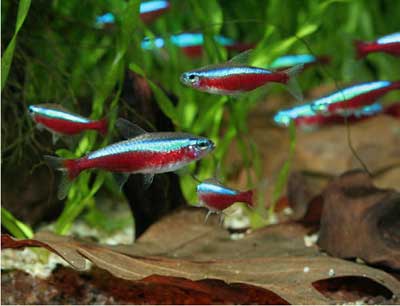 giống cá Neon, Đặc điểm sinh học và kỹ thuật gây giống cá Neon