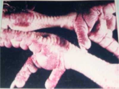 Các biện pháp phòng chống bệnh cúm gia cầm trong mùa dịch, triệu chứng cúm gia cầm: hân gà xuất huyết do nhiễm bệnh cúm gia cầm