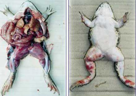 Các biện pháp phòng trị bệnh lở loét đỏ chân ở ếch nuôi