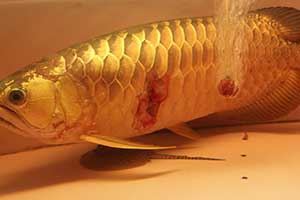 Các biện pháp phòng trị bệnh thường gặp ở cá Rồng