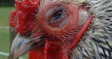 Các biện pháp phòng trị bệnh thường gặp ở gà, Bệnh hô hấp mãn tính ở gà