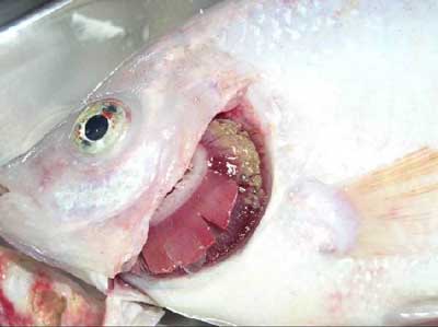 Các biện pháp phòng trị bệnh trên cá Điêu hồng, Bệnh trắng mang, thối mang ở cá Điêu hồng 